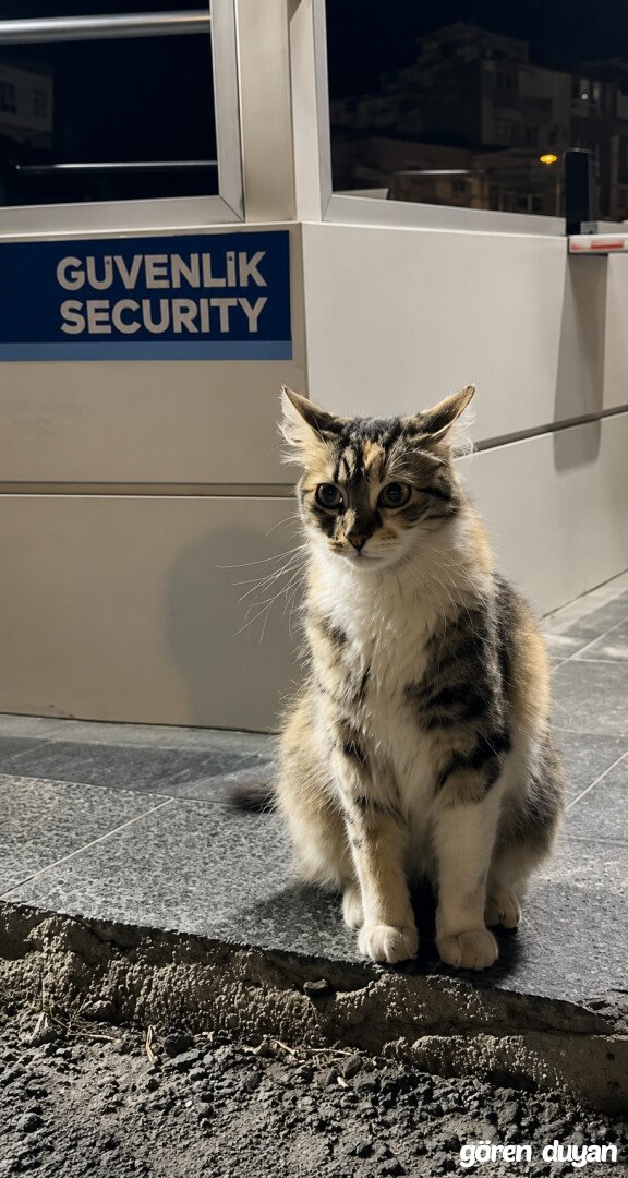 KAYIP KEDİ