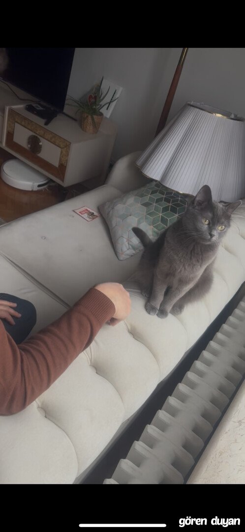 Kayıp kedi ankara bahçelievler