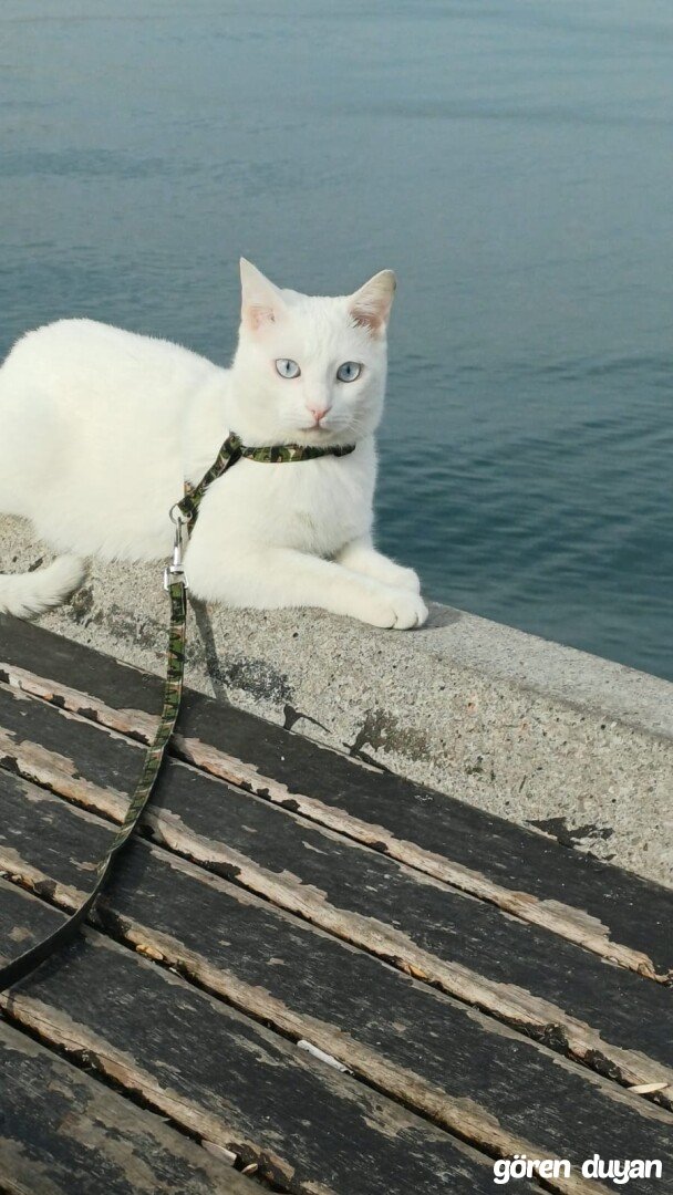 Kayıp kedi izmir