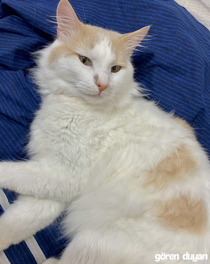 Kayıp Kedi - Eyüpsultan Akşemsettin