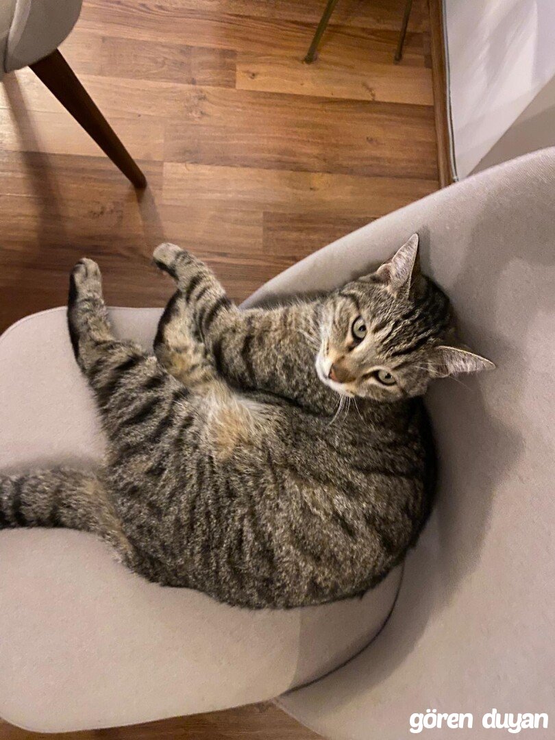 Kayıp Kedi İstanbul