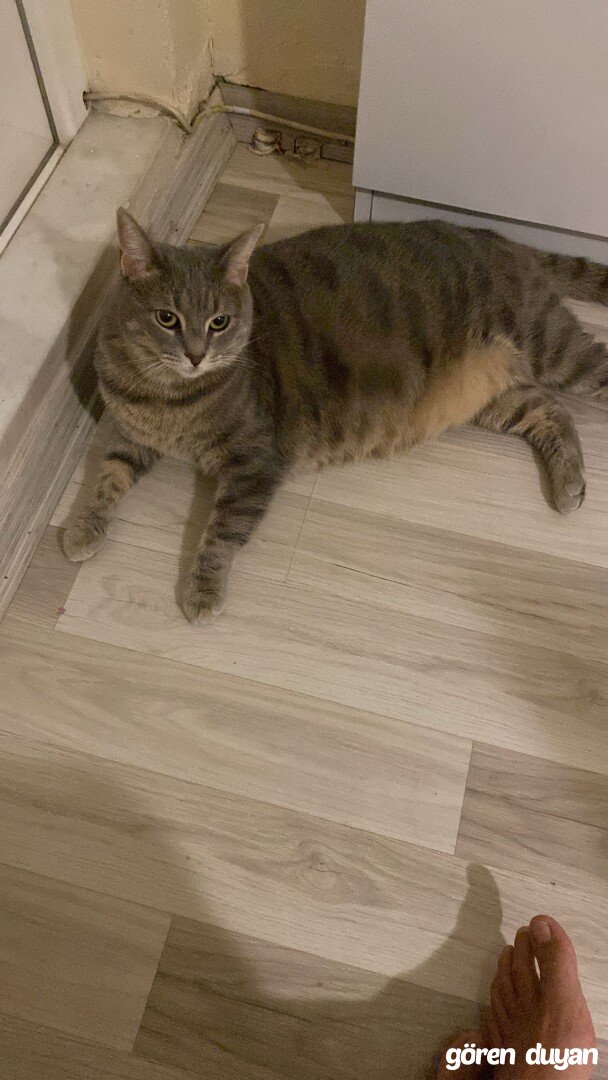 kayıp kedi amasya