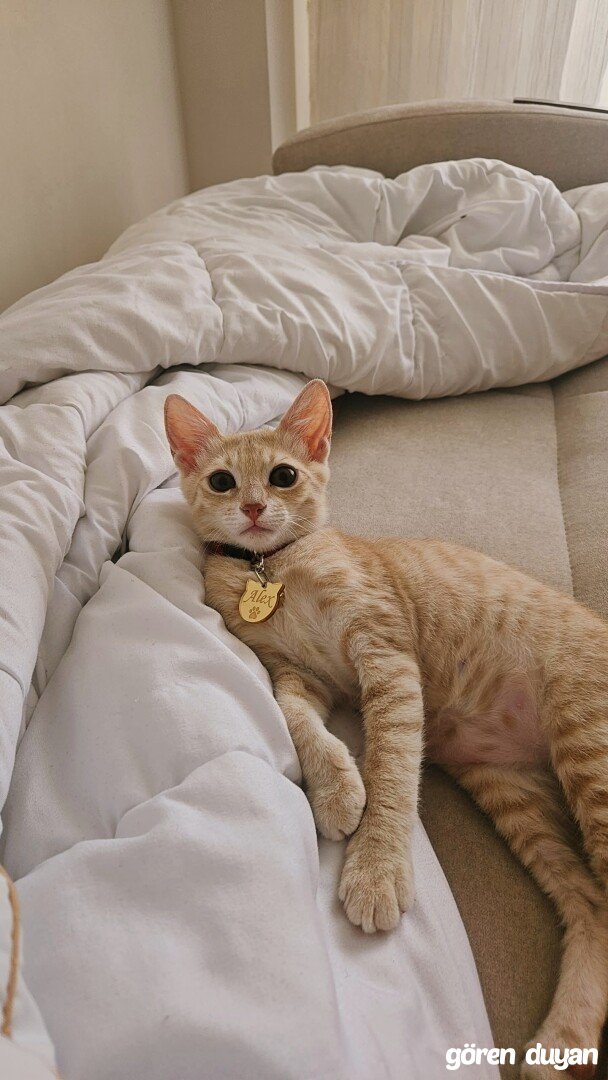 kayıp kedi Alex