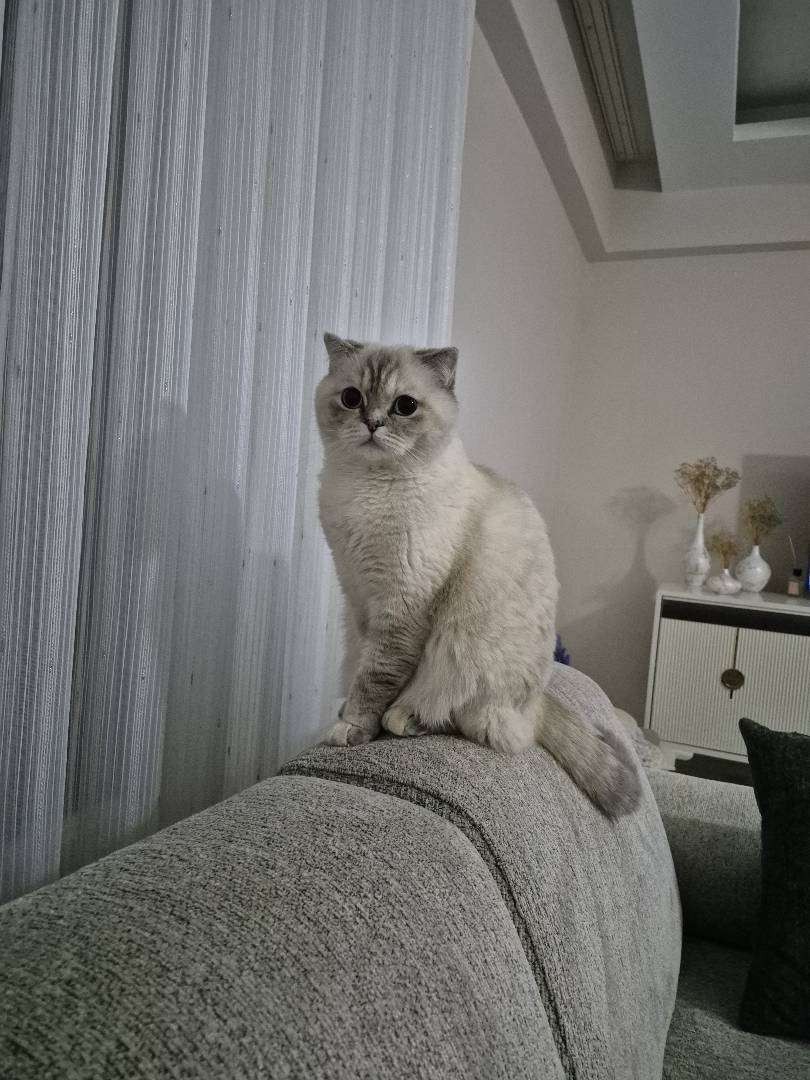 kayıp kedi