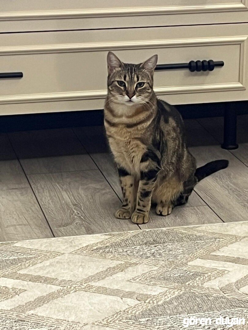 Kayıp Kedi - Bağlarbaşı