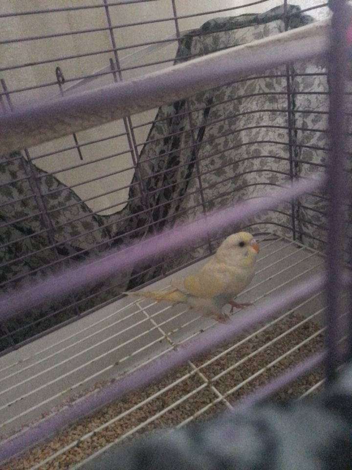 paytak kayıp İstanbul/sultanbeyli civarlarnda kaybolmustur