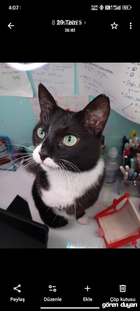 Kayıp kedi Mecidiyeköy Şişli