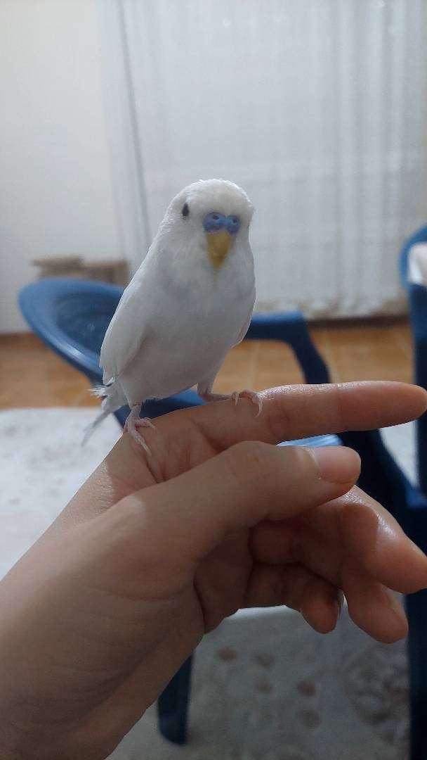 Kuşum Sütlaç 20 gündür kayıp.