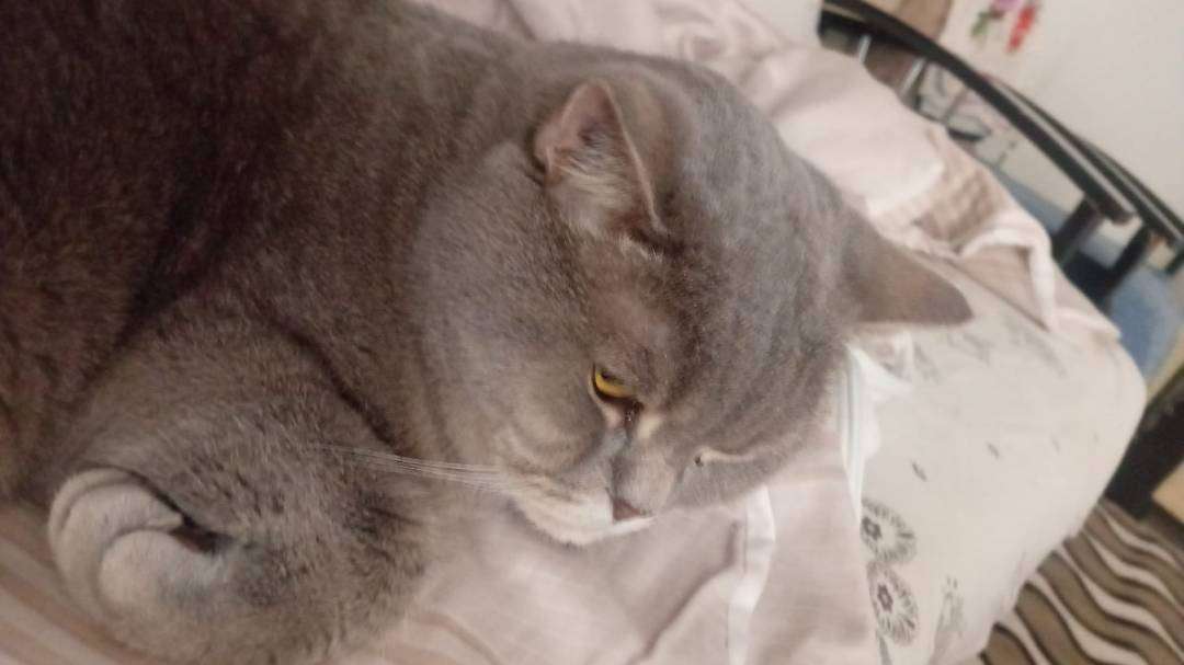 Kayıp kedi