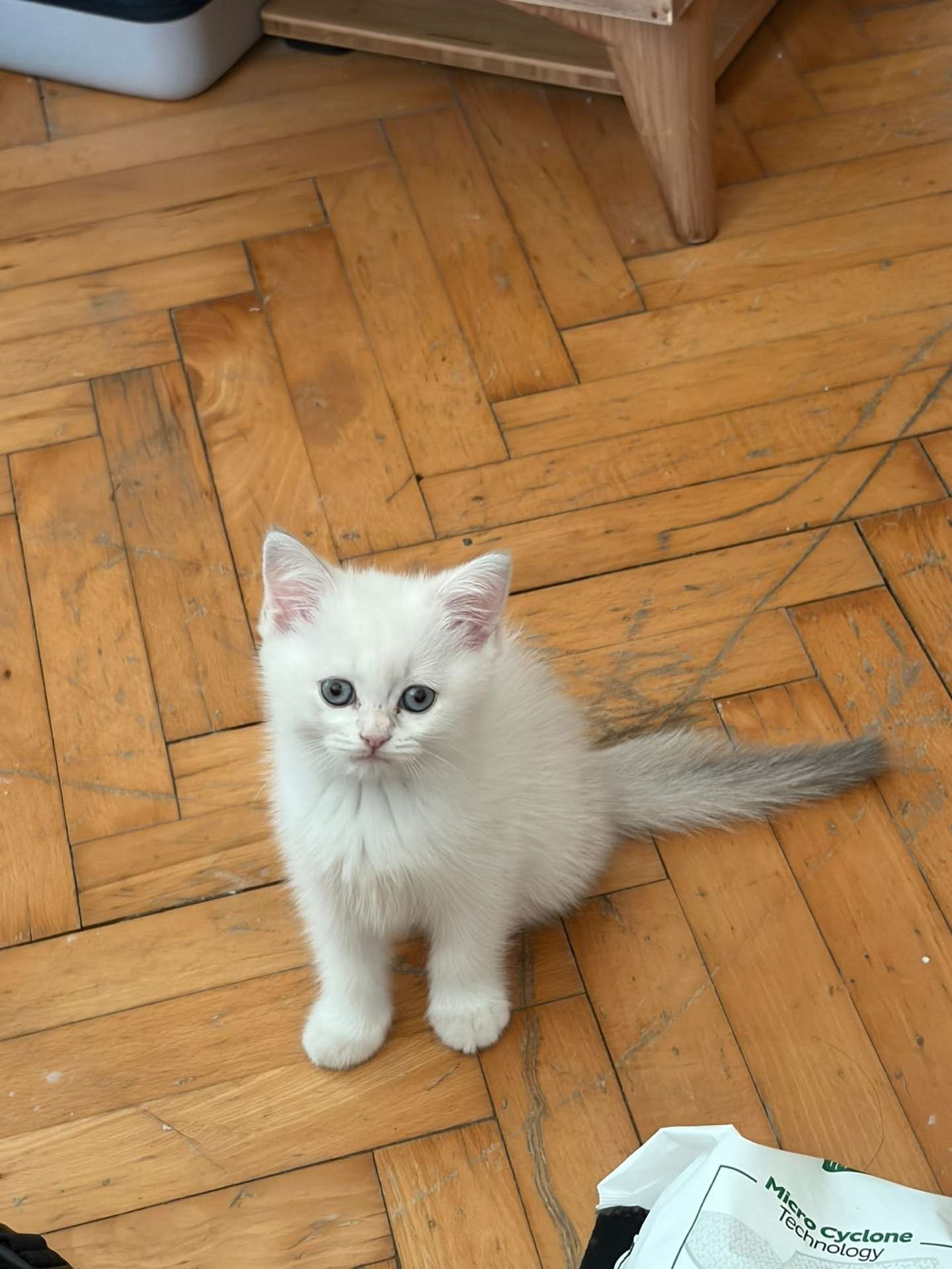 KAYIP YAVRU KEDİ – PERLA