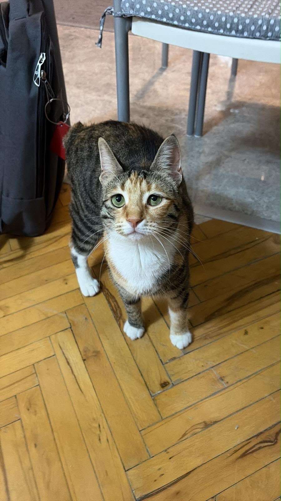 kayıp kedi