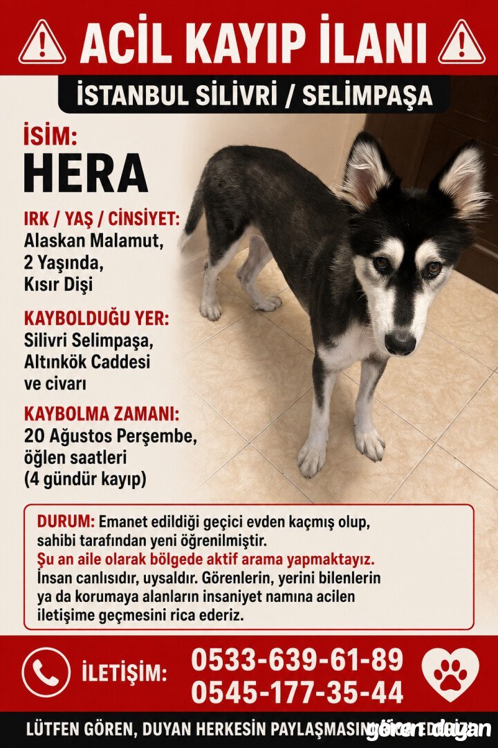 Kayı köpek