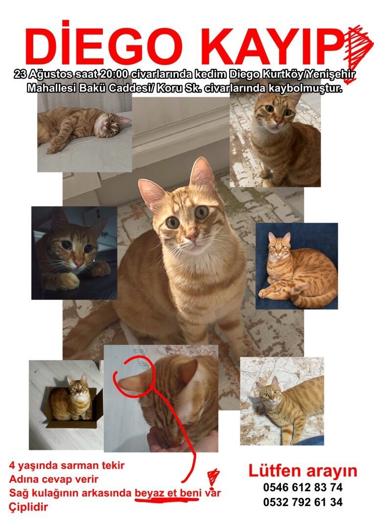 Pendik Kurtköy/Yenişehir Kayıp Kedi