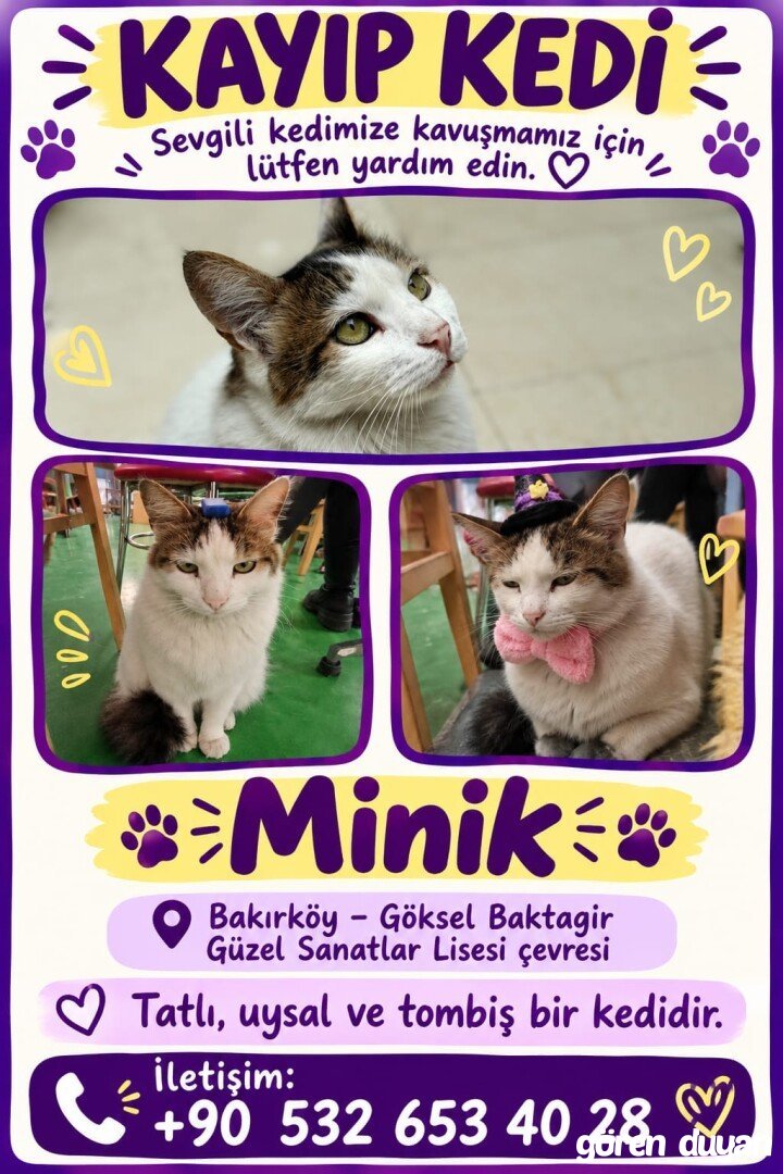 Kayıp Kedimiz Minik - Bakırköy