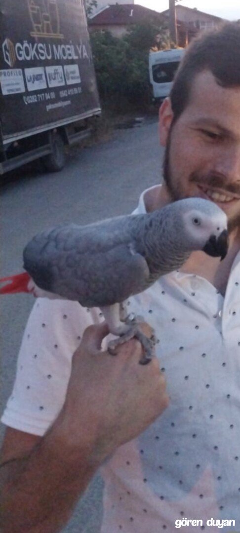 Kayıp Jako