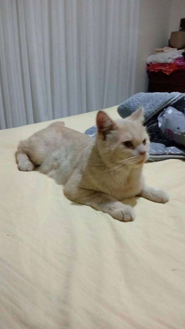 yalovada cins kedi bulundu