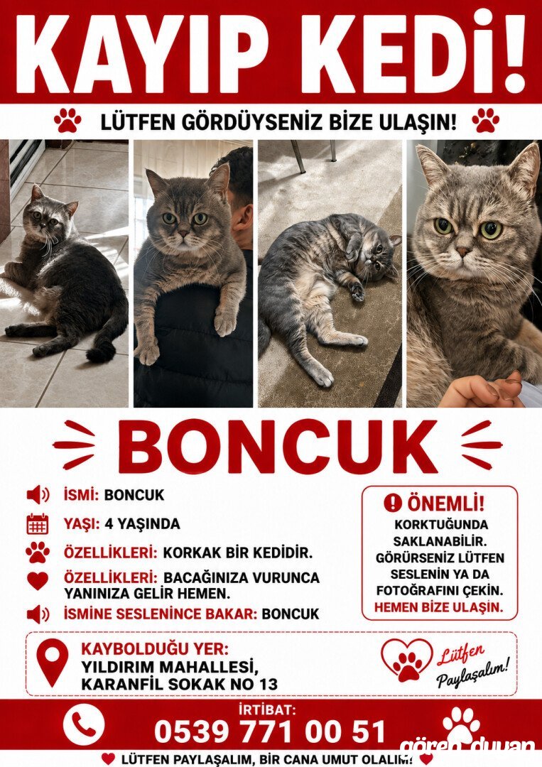 Kayıp kedi bayrampaşa yıldırım mahalelsi