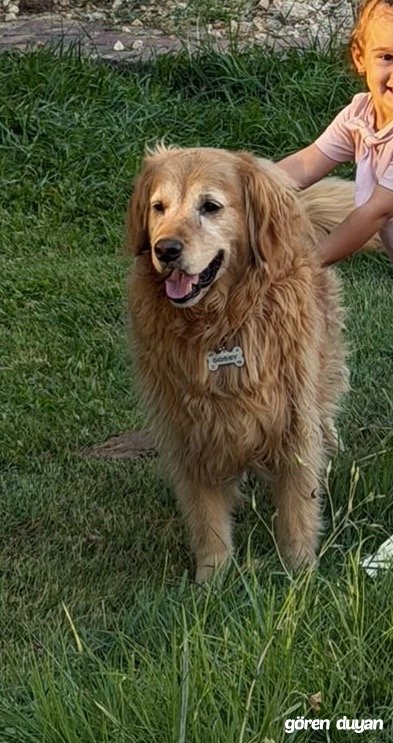 Kayıp köpek
