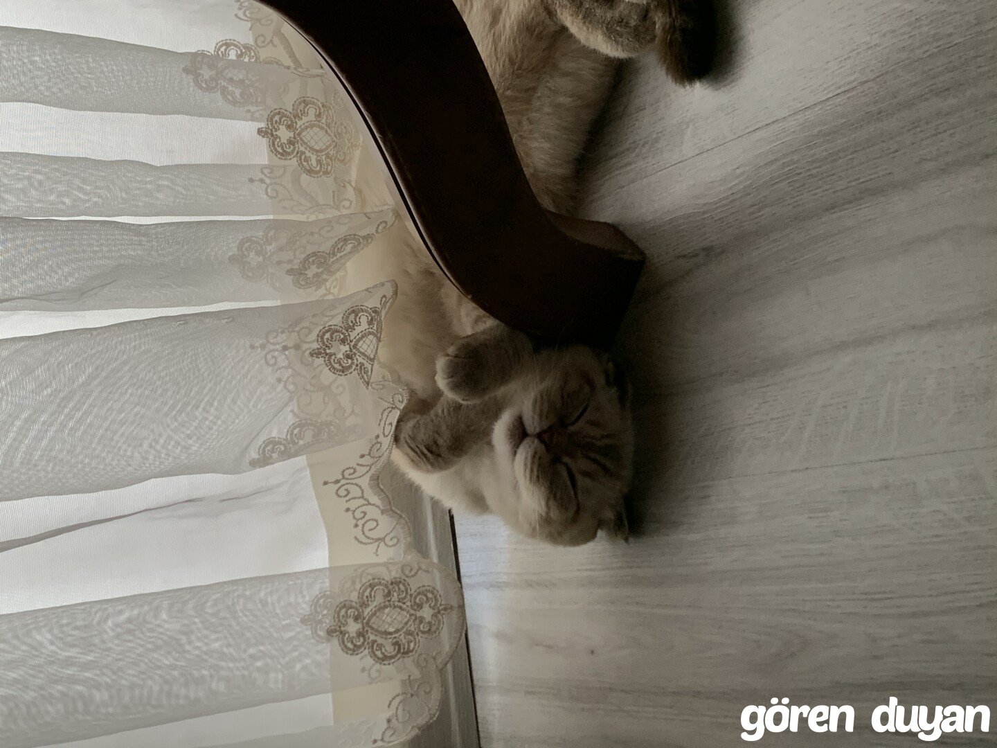 Kayıp Kedi - Kocaeli Körfez
