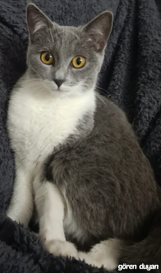Kayıp kedi Sinop çiftlik köyü