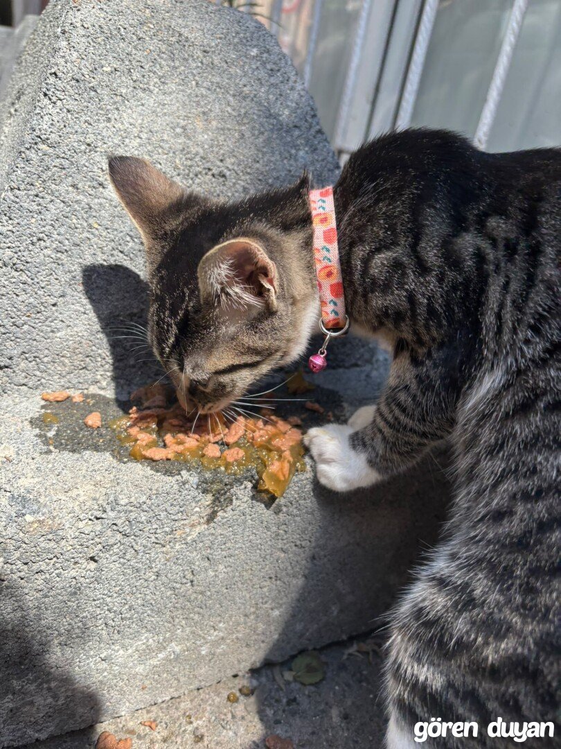 Kayıp Kedi, Kocaeli İzmit Kozluk