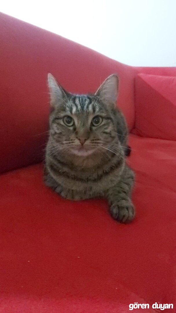 Kayıp Kedi - Ankara Batıkent Kardelen Ormancılar Sitesi