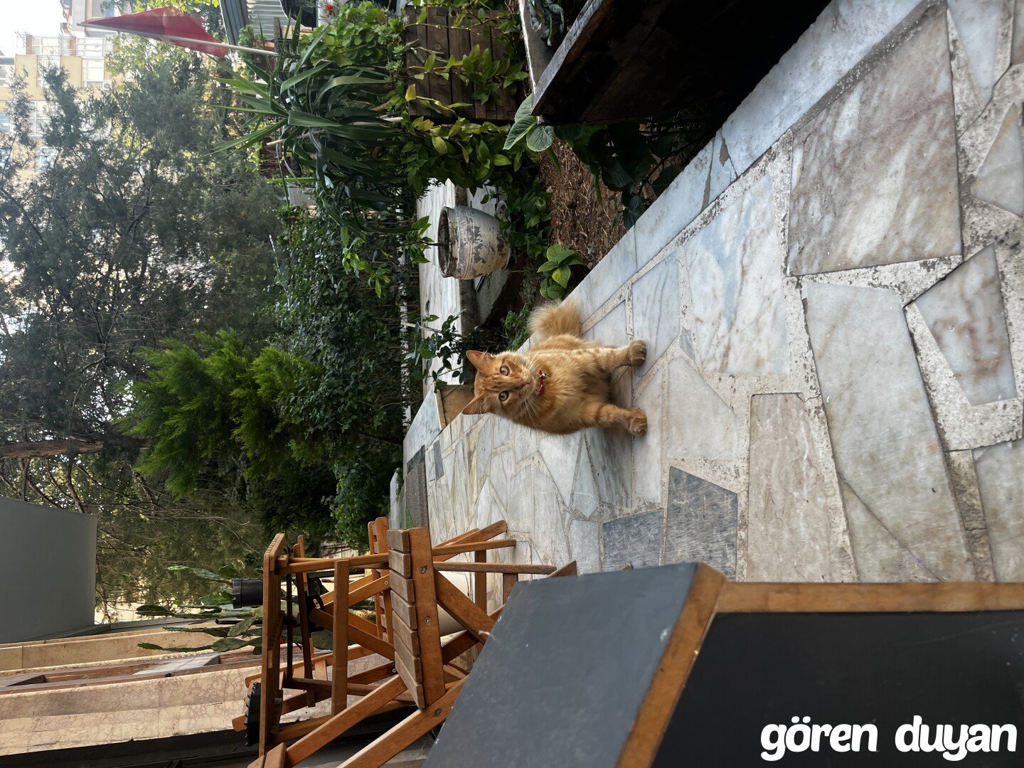 Feneryolu/ Sahipli Kayıp kedi