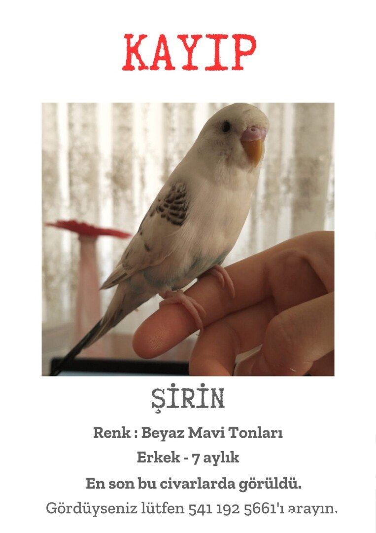 Şirin-Samsun Bafra