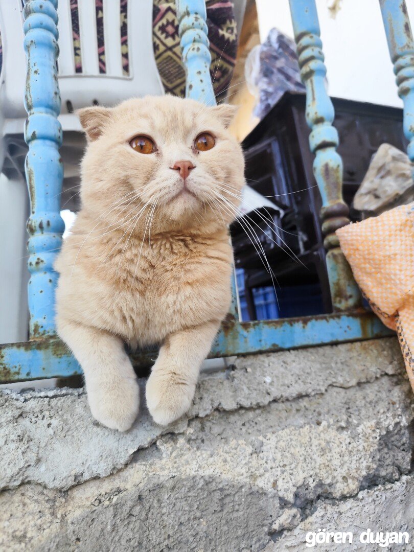 Kayıp kedi İstanbul ümraniye