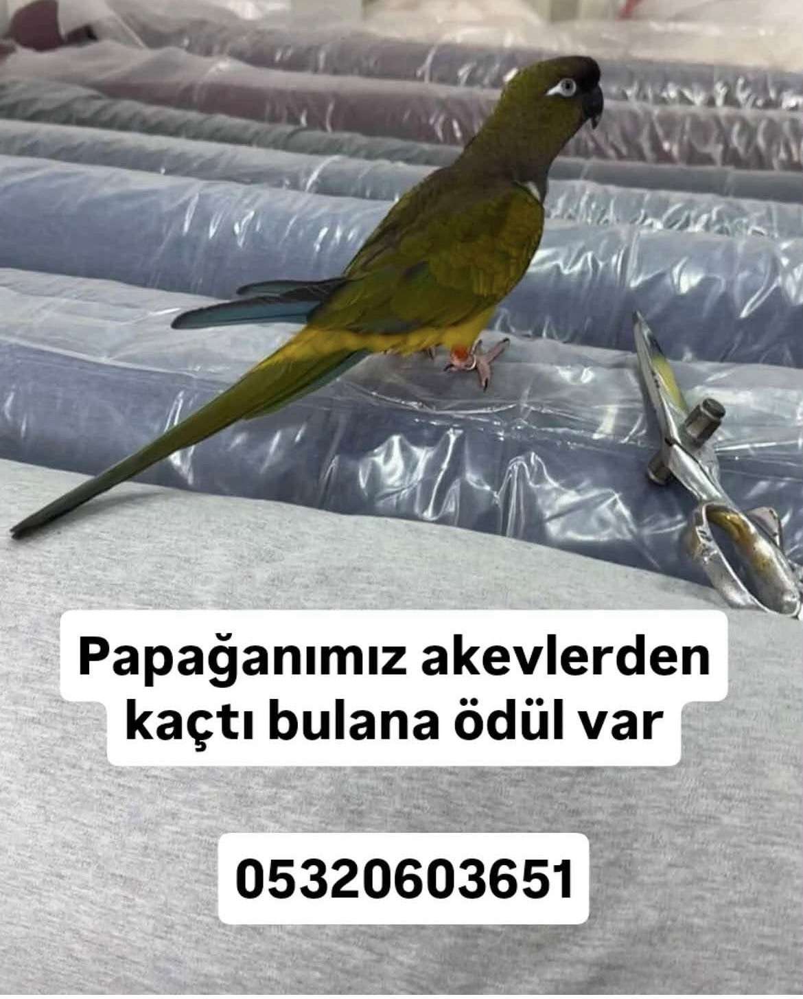 Kayıp