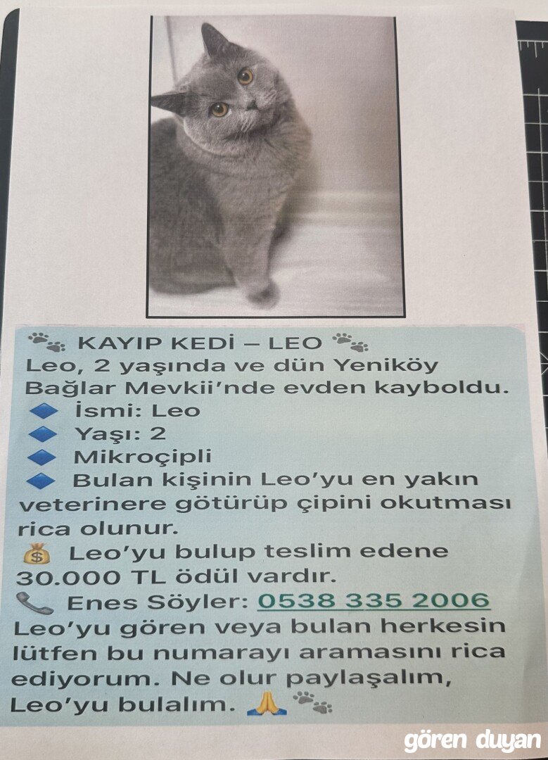 Sarıyer 30.000 TL para ödüllü.Yeniköy bağlar mevki kayıp kedi.