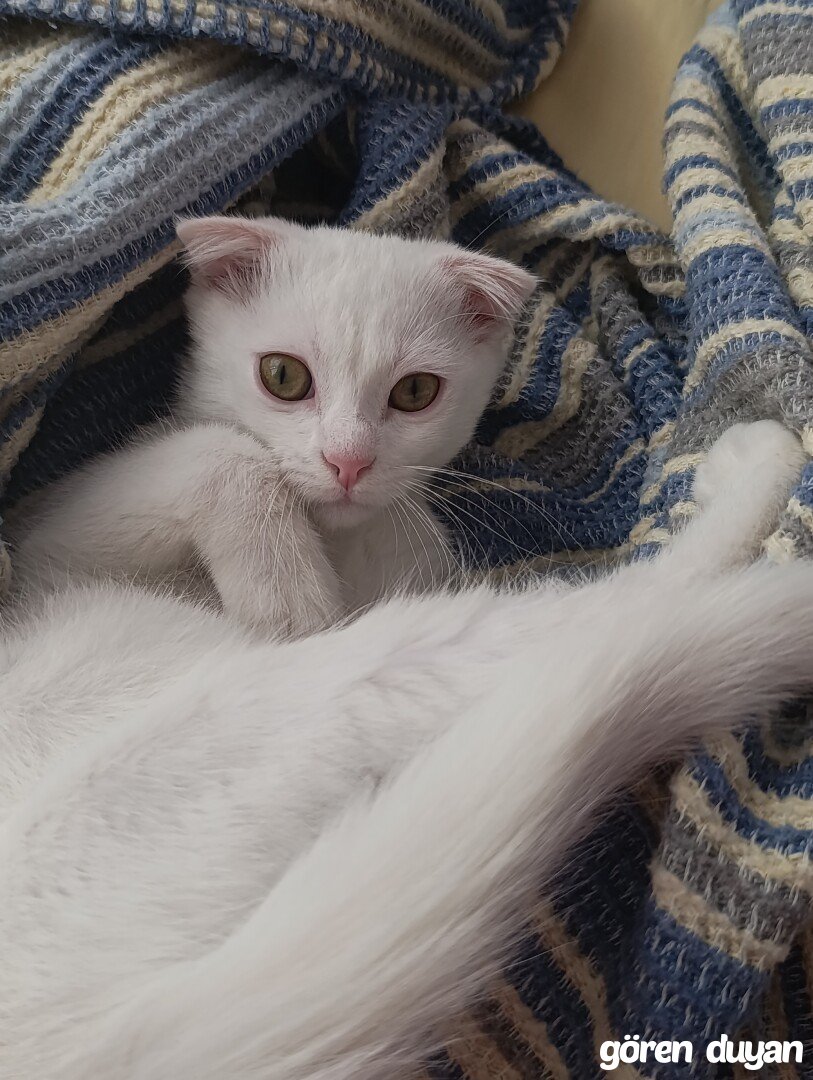 Kayıp Kedi Bağcılar
