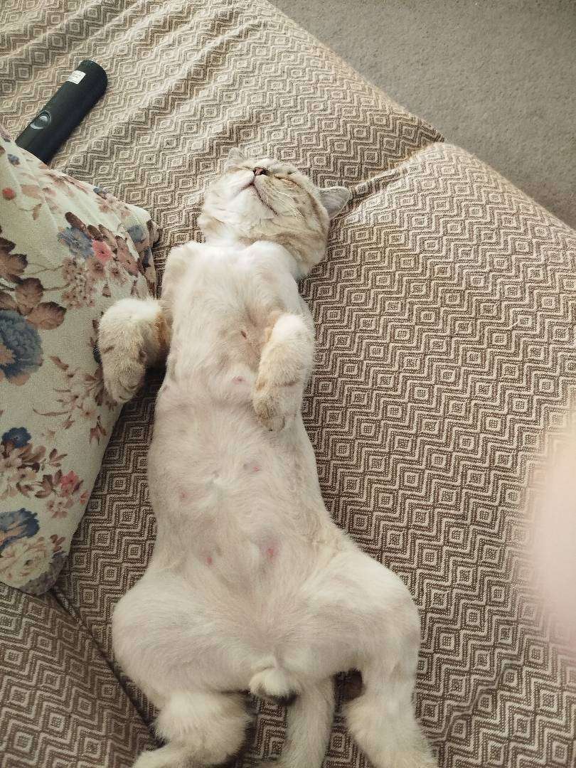 kayıp kedi