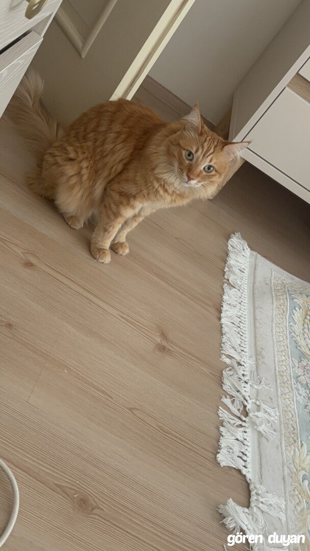 Kayıp kedi
