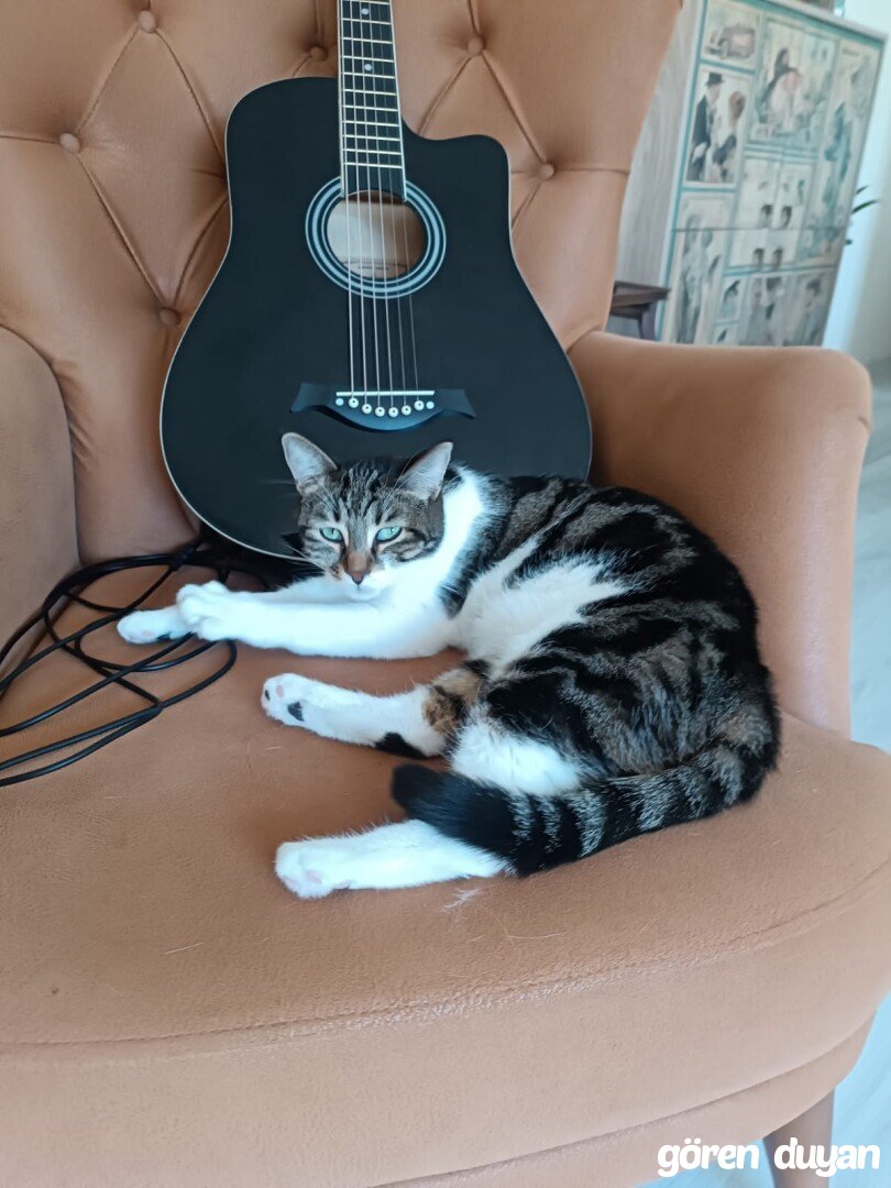 Kayıp Kedi Nevşehir