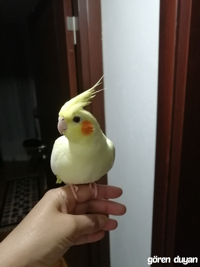 Kayıp lutino sultan papağanı