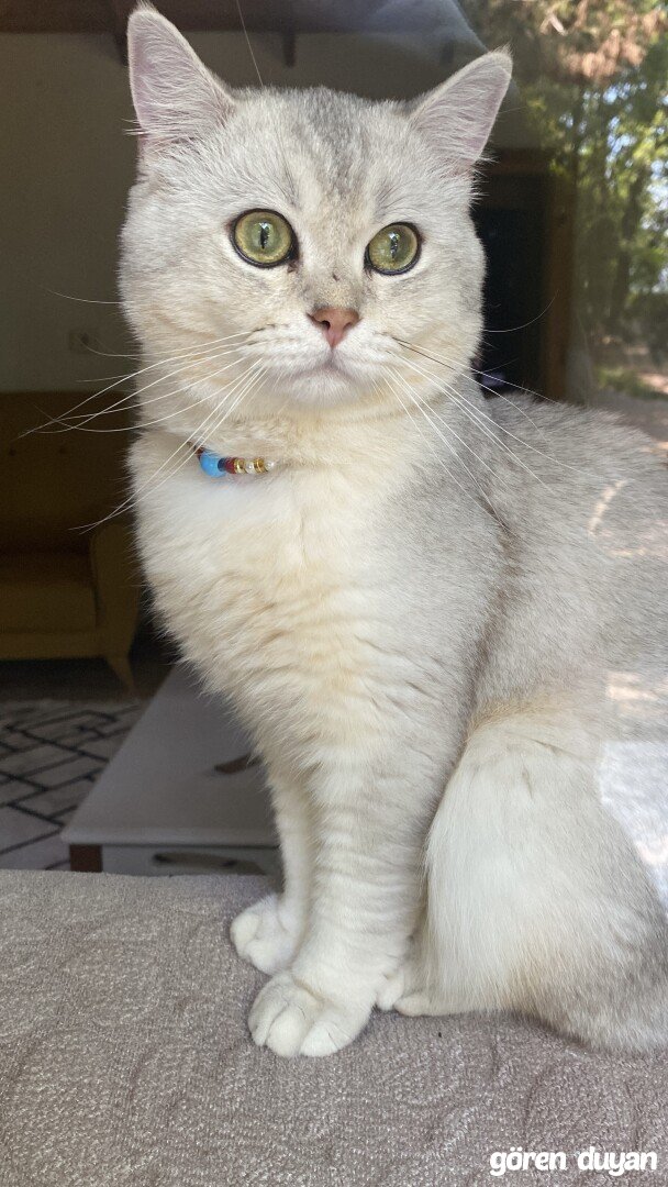 çatalca yalıköy istanbul kayıp kedi