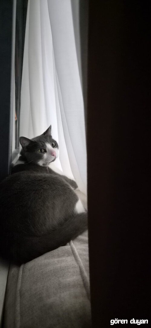 Kayıp Kedi- İZMİR