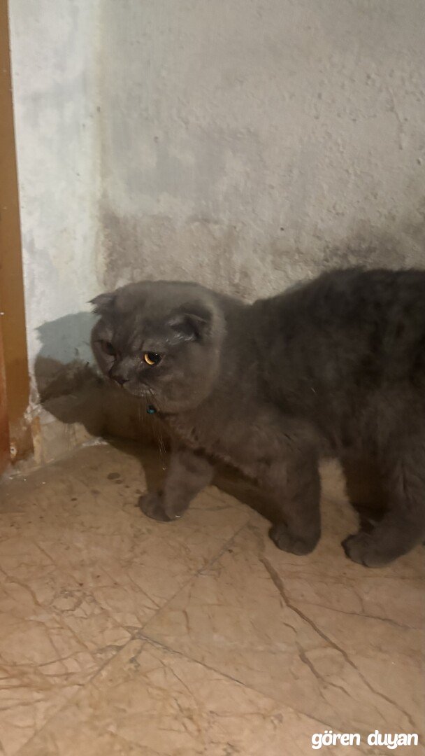 kayıp evden kaçmış kedi keçiören