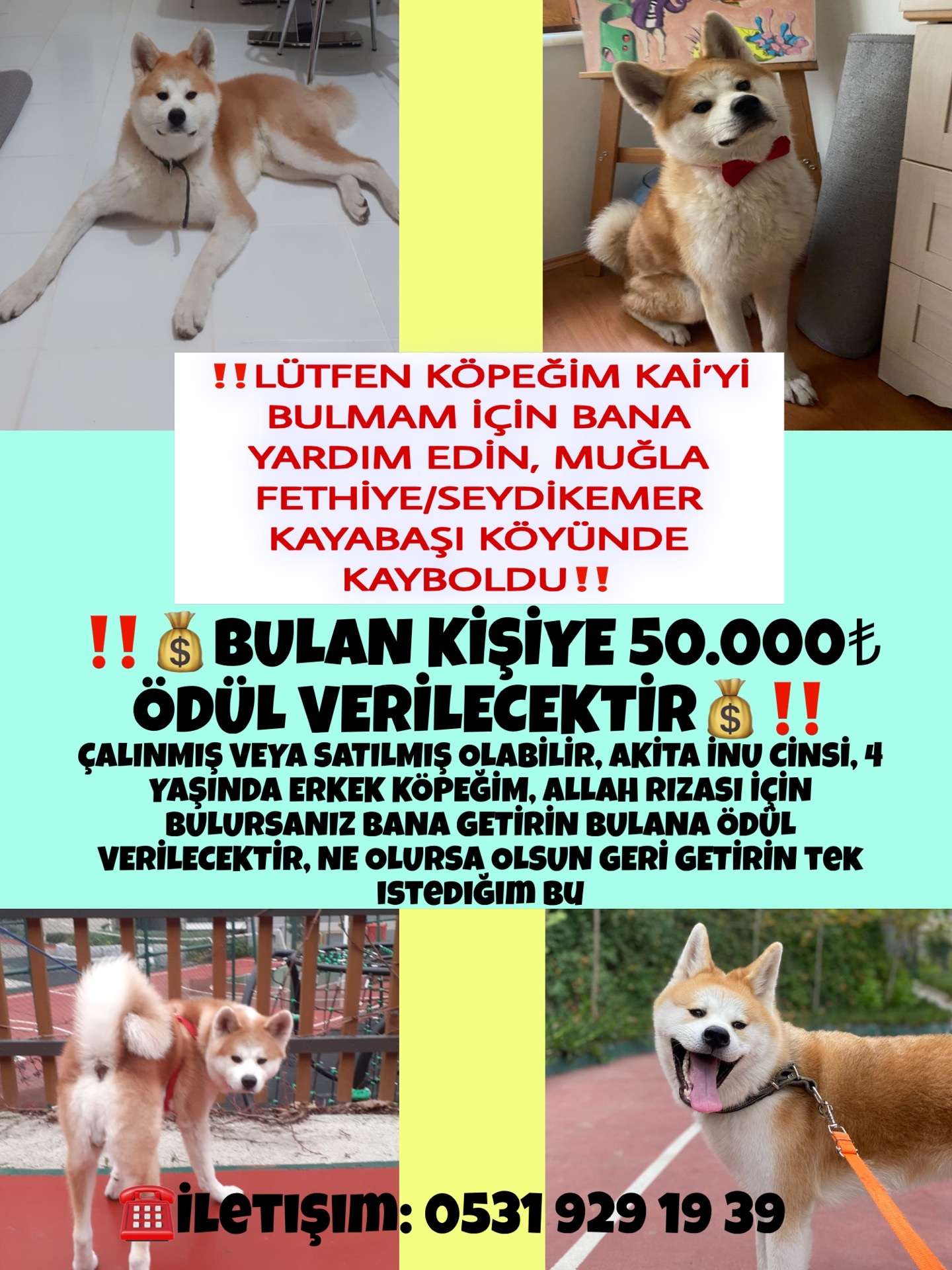 KAYIP KÖPEK AKİTA - FETHİYE