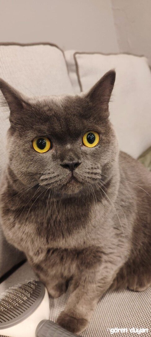 Kayıp kedi inegöl