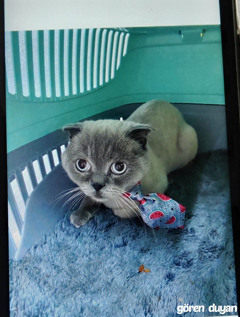 Kayıp kedi:Mesin Tarsus NERİMAN ACİL BULUNMASI GEREK.
