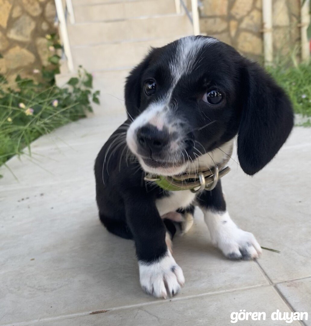 Bulunan Erkek Yavru Köpek Kuşadası / Davutlar