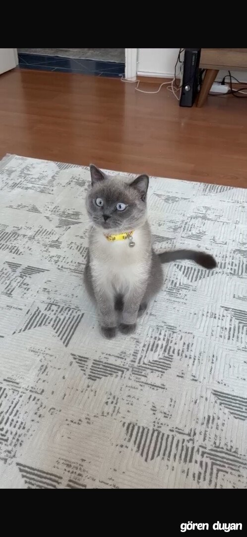 Kayıp kedi- esenler
