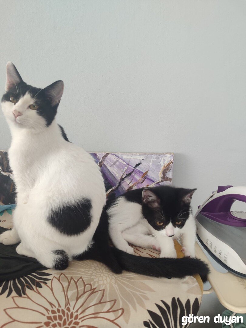 Kayıp Kedi (21.08.2026)