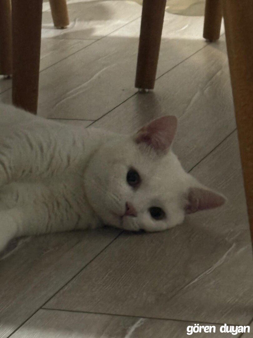 Kayıp kedi Küçükçekmece
