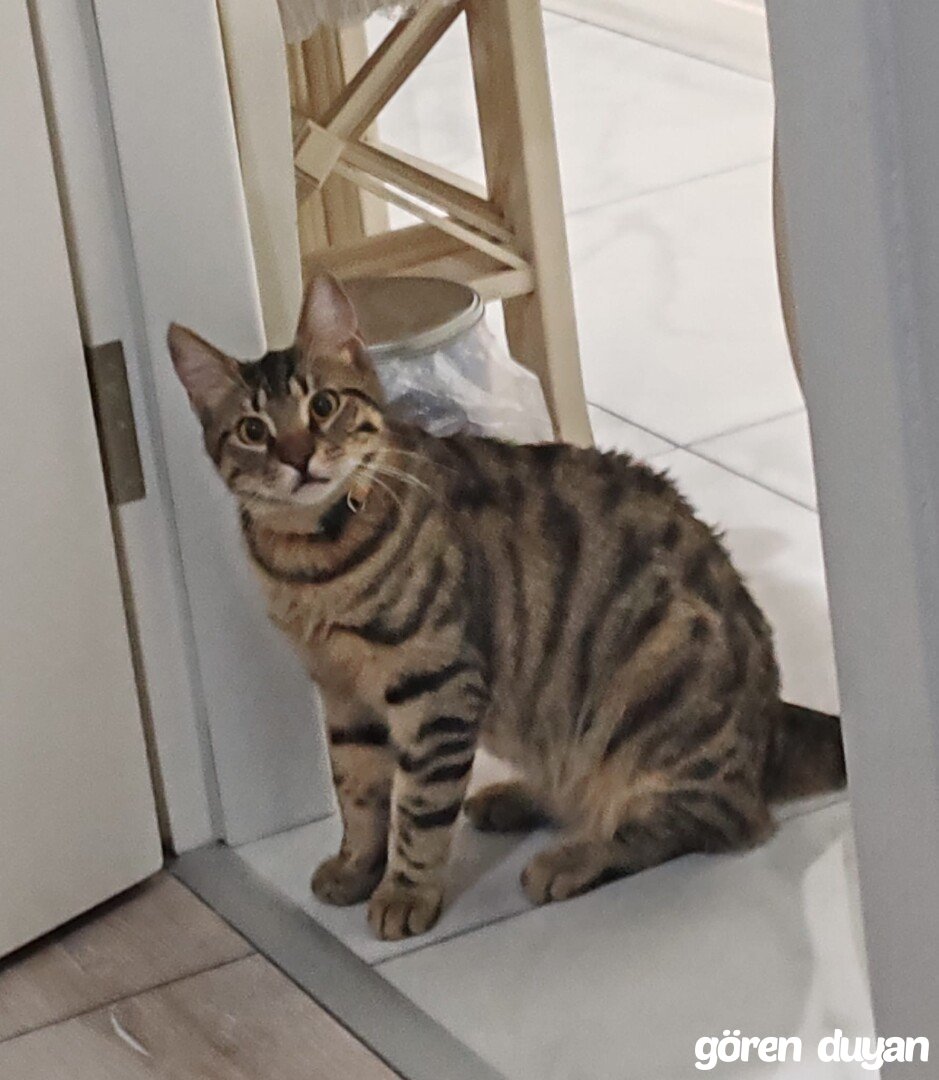 Kayıp Kedi Mudanya Siteler Mütakere İlkokul Civarı