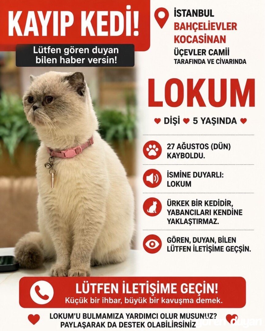 kayıp kedi bahçelievler kocasinan