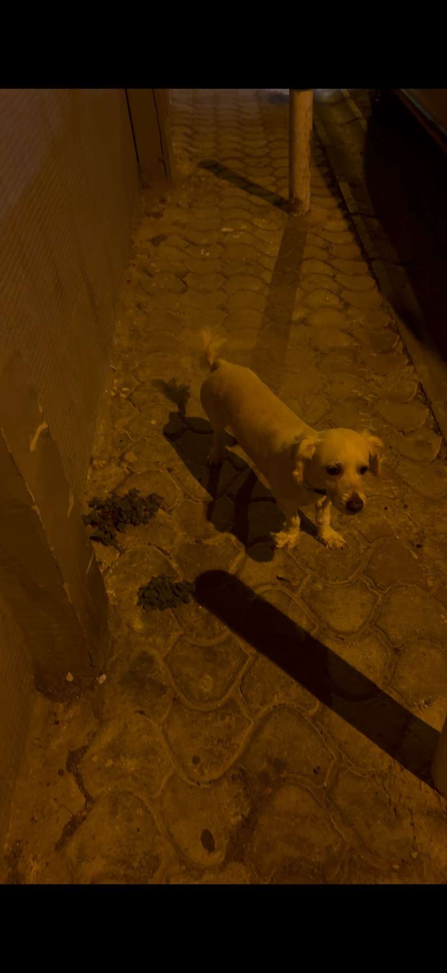 İzmir Karataş Asansör civarında tasmalı sahipsiz köpek