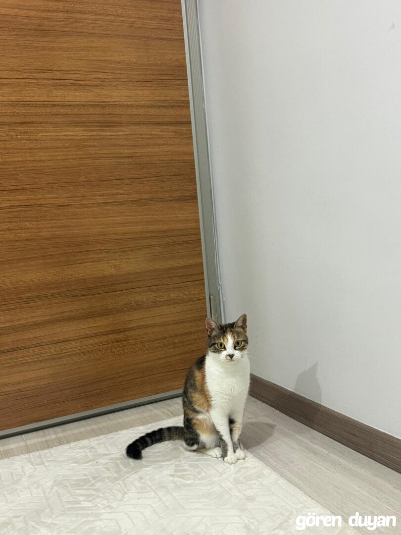 Kayıp Kedi (29.08.2026)